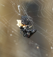 Gasteracantha mediofusca