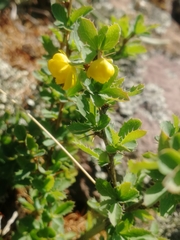 Berberis sibirica