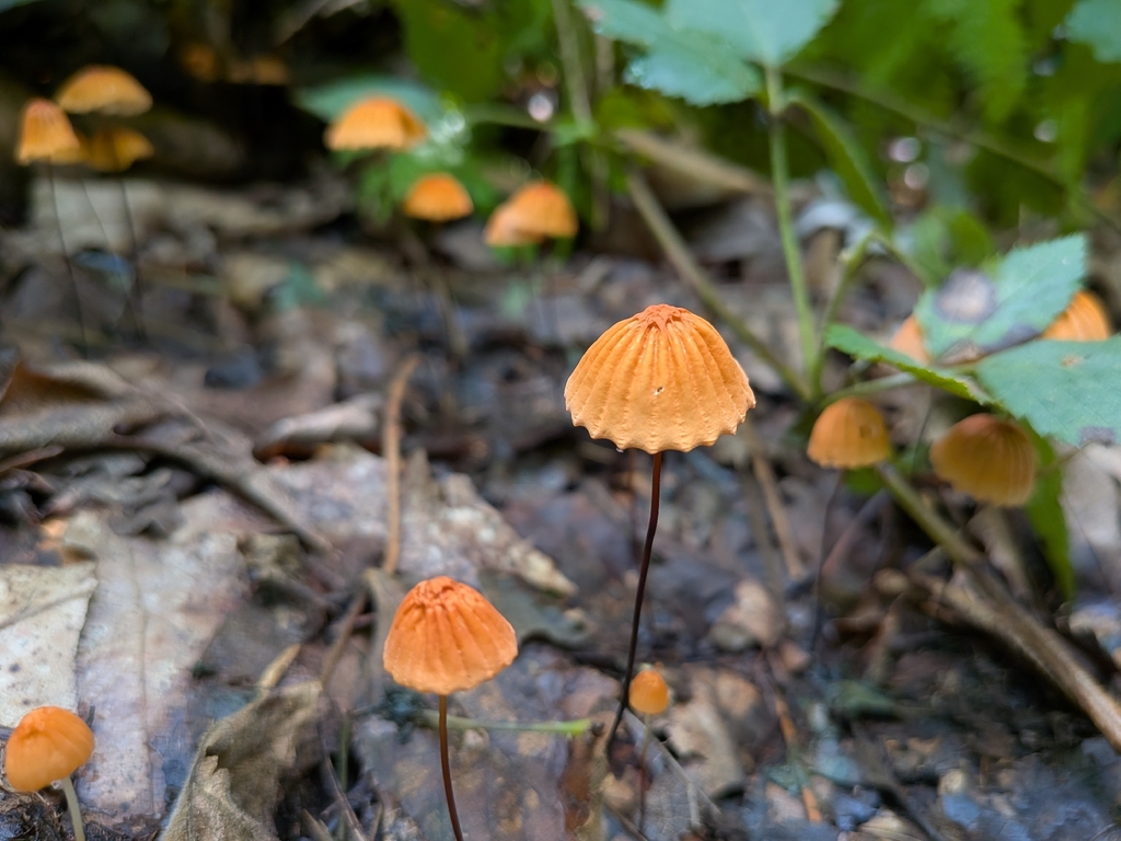 Orange Pinwheel · August 2026 · photo: Photo: no rights reserved · iNaturalist