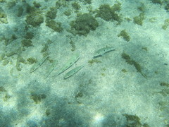 Mulloidichthys flavolineatus