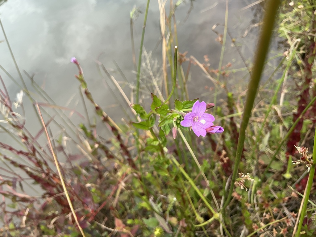 Epilobium fangii