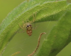 Phintella vittata