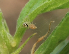 Phintella vittata