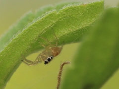Phintella vittata