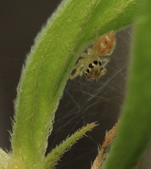 Phintella vittata