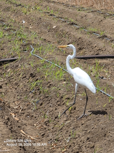 Great Egret
