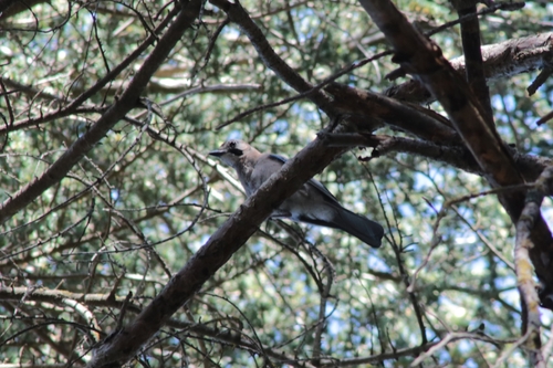 Eurasian Jay