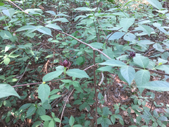 Calycanthus floridus glaucus