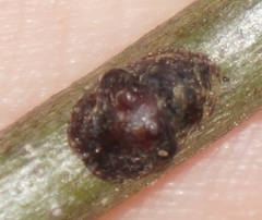 Parthenolecanium quercifex