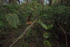 Aristolochia macroura