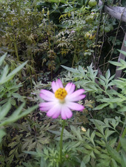 Cosmos caudatus