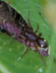 Asagena americana