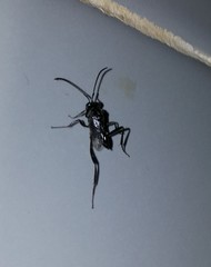 Evania appendigaster