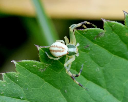 Goldenrod Crab Spider