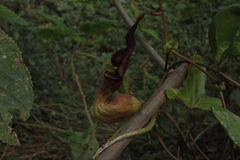Aristolochia macroura