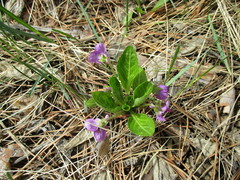 Viola gmeliniana