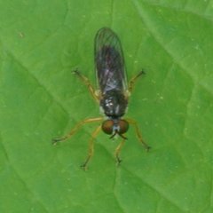 Atomosia rufipes