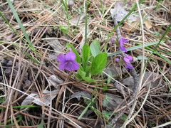 Viola gmeliniana