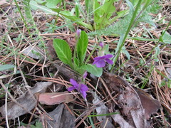 Viola gmeliniana