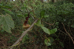 Aristolochia macroura