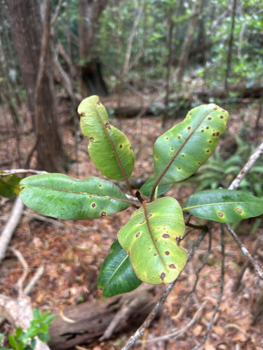 Planchonella sandwicensis observed 2026-08-10