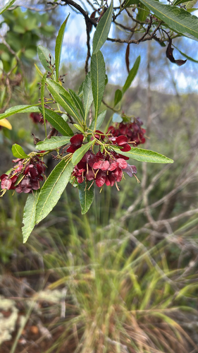 Dodonaea viscosa observed 2026-08-11