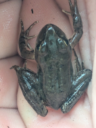 Northern Red-legged Frog