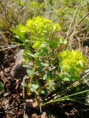 Euphorbia alpina