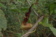 Aristolochia macroura