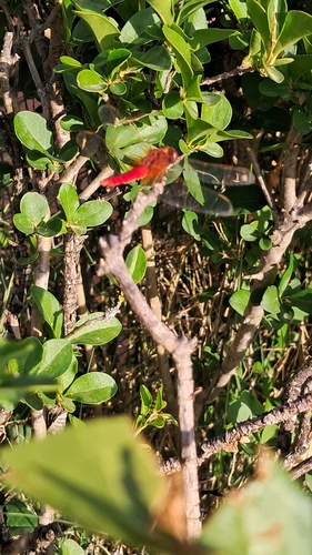 Broad Scarlet