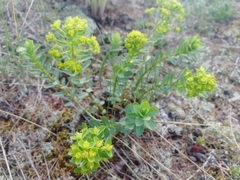 Euphorbia alpina
