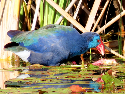 iNaturalist image