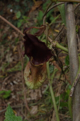 Aristolochia macroura