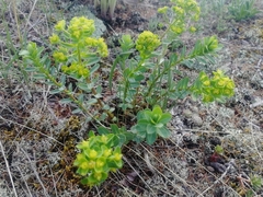 Euphorbia alpina