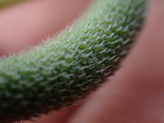 Crassula mesembryanthoides mesembryanthoides