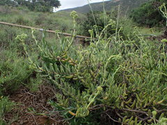 Crassula mesembryanthoides mesembryanthoides