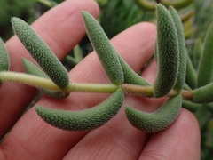 Crassula mesembryanthoides mesembryanthoides