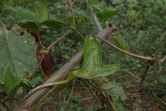Aristolochia macroura
