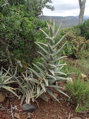 Crassula perfoliata coccinea