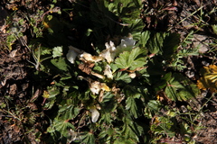 Acaulimalva engleriana