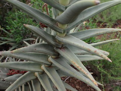 Crassula perfoliata coccinea