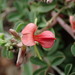 Indigofera sessilifolia - Photo (c) Adriaan Grobler,  זכויות יוצרים חלקיות (CC BY-NC), הועלה על ידי Adriaan Grobler