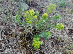 Euphorbia alpina