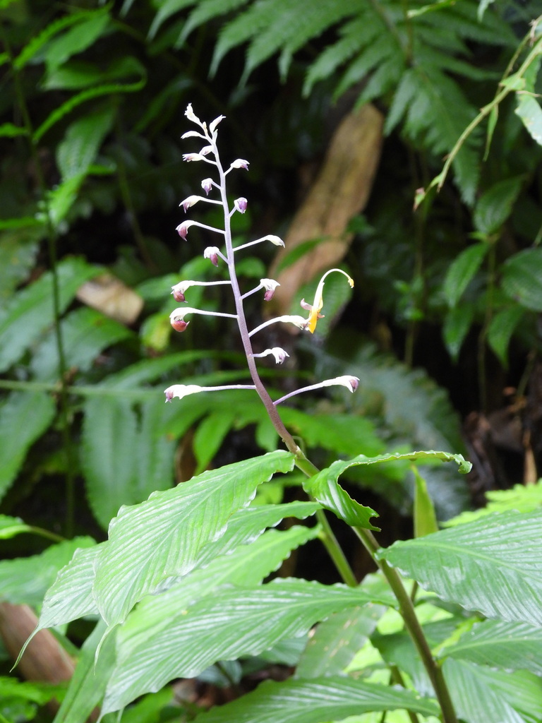 Globba maculata (Globba maculata)