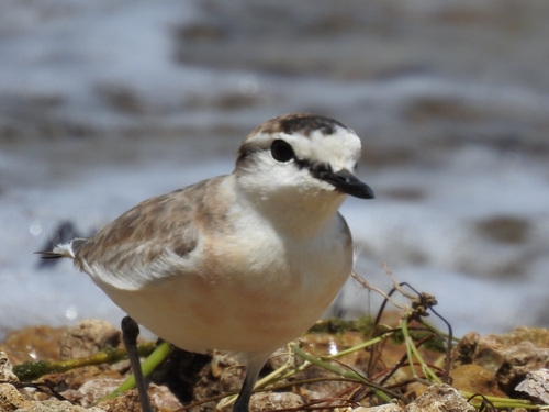 iNaturalist image
