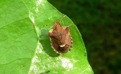 Dyroderes umbraculatus