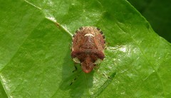 Dyroderes umbraculatus