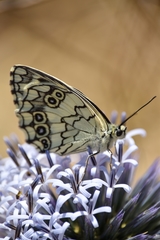 Melanargia larissa