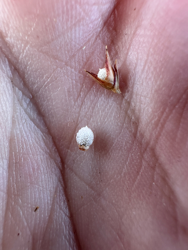 Scleria ciliata, 2026-08-11