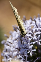Melanargia larissa